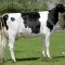 Fabiola 580Pere: RubensProp: GAEC Rayn'Holstein, 85. (Fr.)Photo: Concours National Saint Brieuc - 29 Mai 2009 - M 0905157