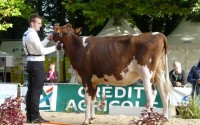 Championne Génisse Red Holstein, Favi Hodja
