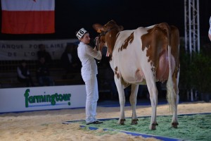 Fhm Helise, Championne Red Holstein