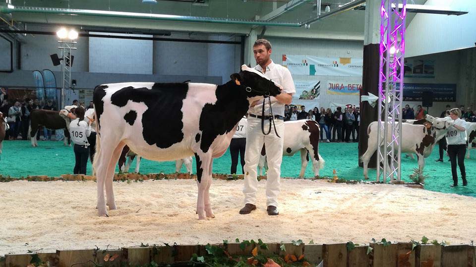 Championne Junior Holstein : Jld Miss Rochard (Gold Chip X Damion) - Elevage Le Bois Brillant et JL Demas (49)
