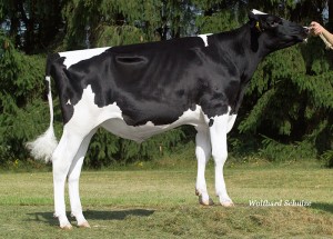 Taureaux Holstein Columbo