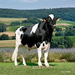 Taureau Holstein Dayward