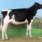 Dkr-Bianco - Section 2N - (Explode x Man-O-Man) Gaec Drakkar Holstein 14