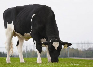 Taureau Holstein Enforcer