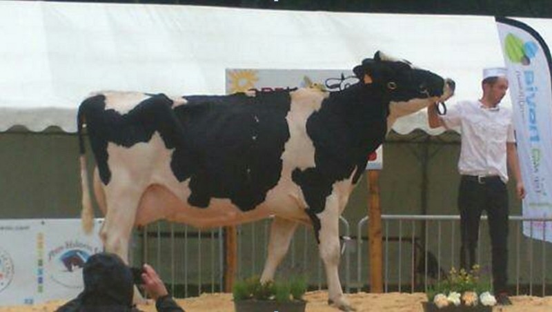 Championne vache : MANOIR ANGELICA (SANCHEZ/ENCOUNTER) à l’EARL du Manoir à GIAT