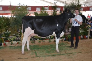 Holow Mge (Atwood x Damion) - Gaec De L'Alouette (62)