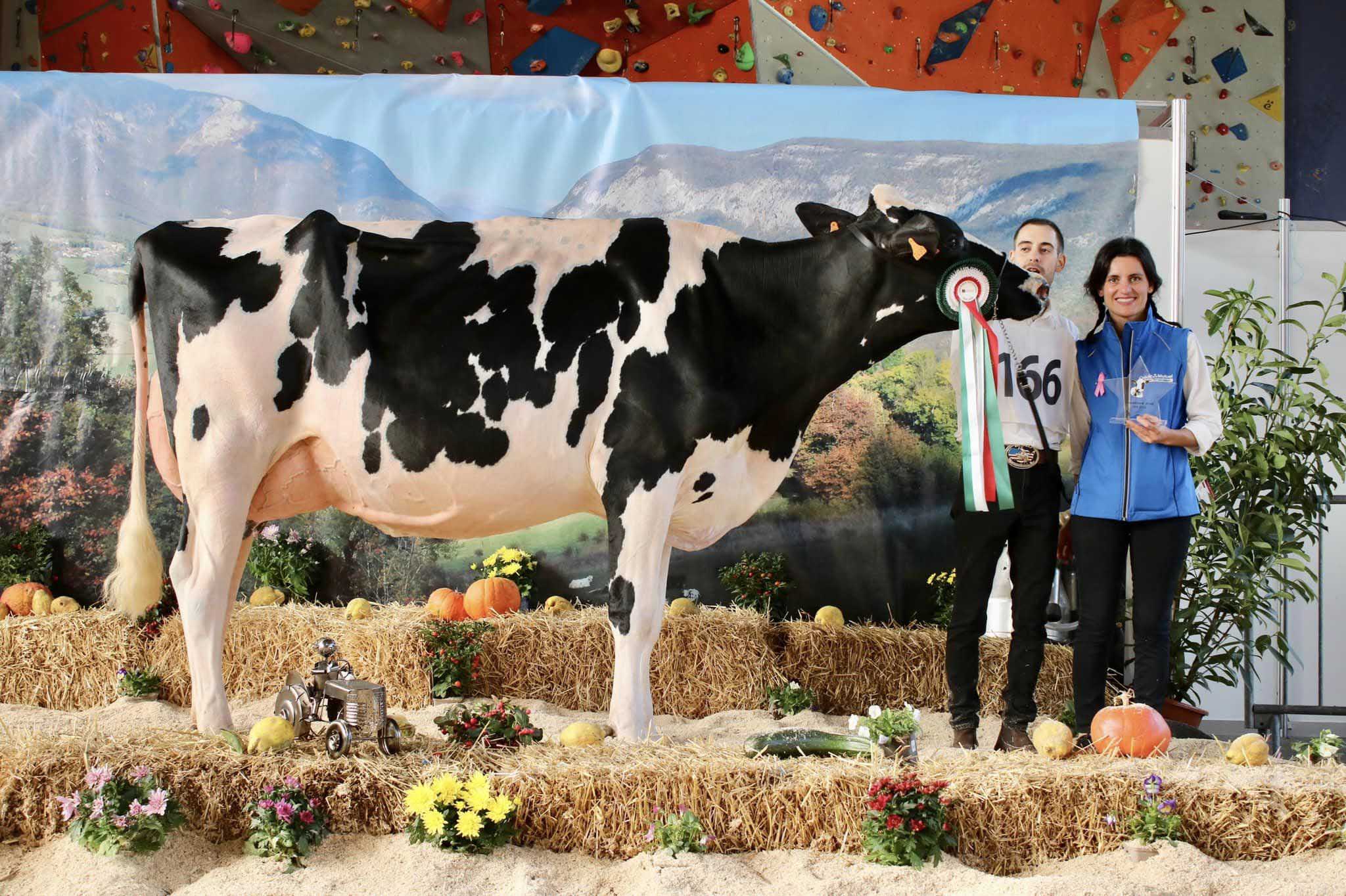 Grande Championne et Championne Jeune : Alpes-Holstein Pokora (Silvio Vil X Dorcy) - Gaec Alpes Holstein (74)