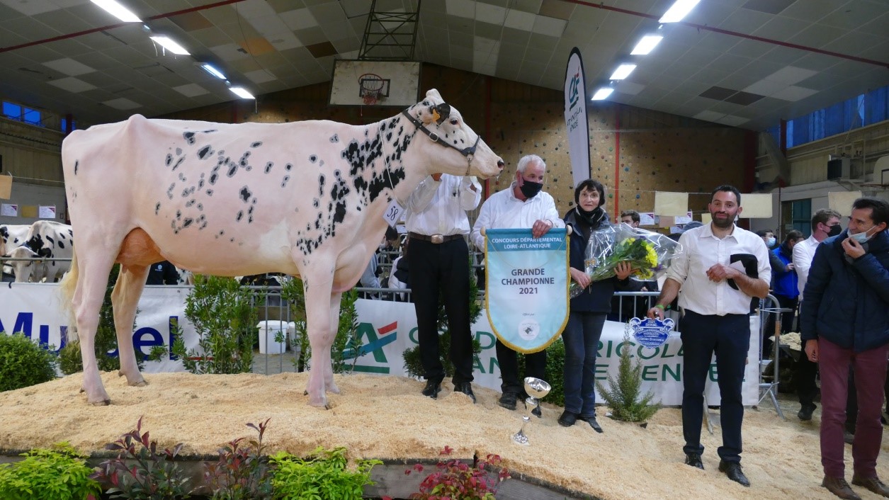 Grande Championne : Oriane Vray (Chief Stan X Fitz Toc) - Gaec Vray Holstein