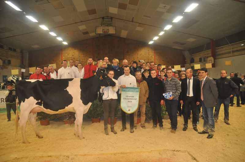 Grande Championne, Javelle and cow (Gabino x Berryhill) au GAEC du Moulin and cow