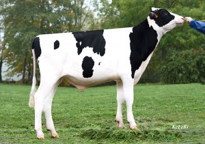 Taureaux Prim'Holstein - Jolding P