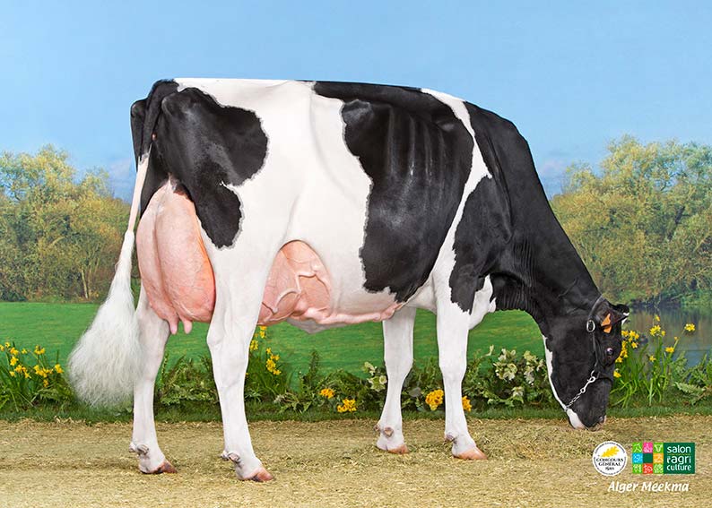 Michard Escale : 1ère vache pointée Ex-97 ! | Prim'Holstein France