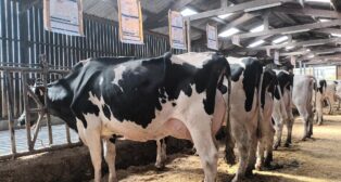 Compte-rendu de l’Assemblée Générale 2024 de Holstein Finistère