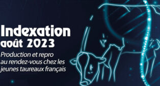 Indexation d’août 2023 : production et repro au rendez-vous chez les jeunes taureaux