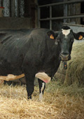 Les Grandes laitières en race Prim'Holstein
