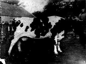 Vache Hollandaise 1880