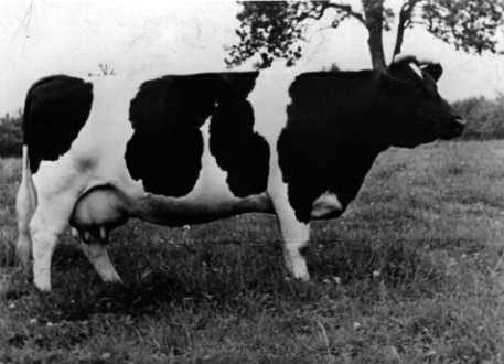 Vache Frisonne 1950