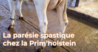La parésie spastique chez la Prim’holstein