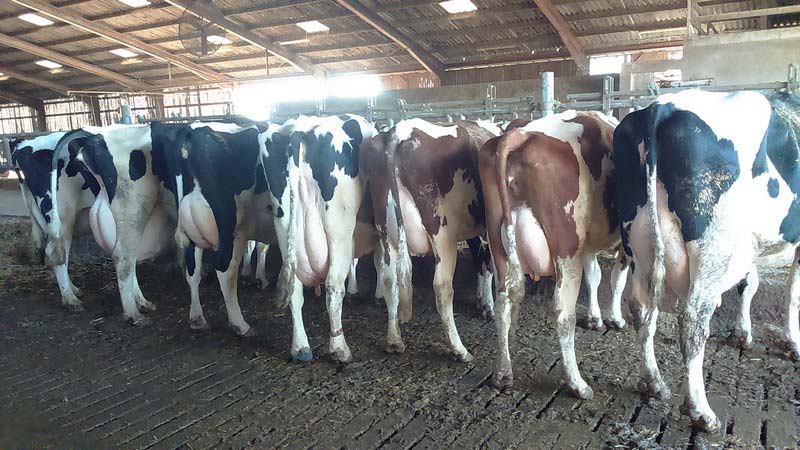 Éleveur de vaches Holstein pour vente d'embryons