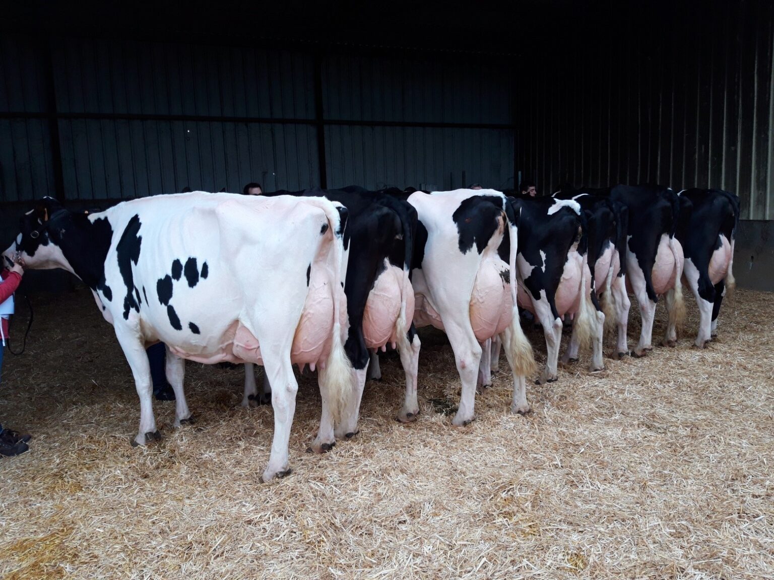 photo-4 | Prim’Holstein France